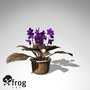 3d lwo xfrogplants african violet plant