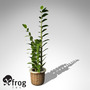 XfrogPlants Aroid Palm