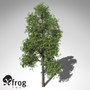 xfrogplants ginkgo tree 3d model