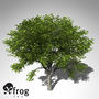 xfrogplants amur corktree tree 3d c4d