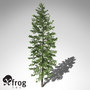 max xfrogplants nikko fir tree