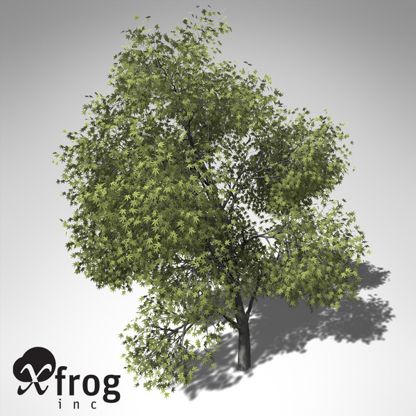 3d xfrogplants japanese maple tree - XfrogPlants Japanese Maple... by xfrog