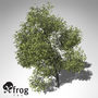 3d xfrogplants japanese maple tree