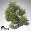 XfrogPlants Japanese Maple