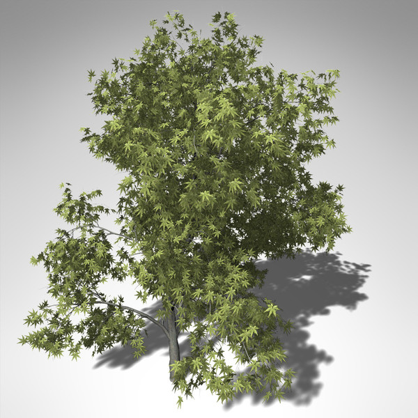 3d xfrogplants japanese maple tree - XfrogPlants Japanese Maple... by xfrog