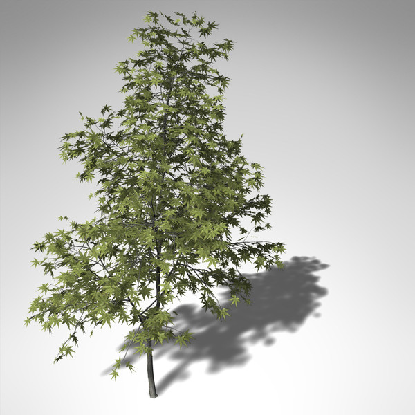3d xfrogplants japanese maple tree - XfrogPlants Japanese Maple... by xfrog