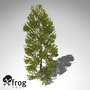 3d xfrogplants japanese cedar tree