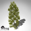 XfrogPlants Japanese Cedar