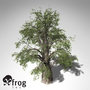 XfrogPlants Temple Juniper