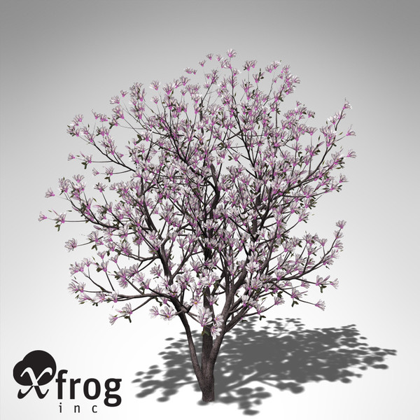 xfrogplants saucer magnolia x 3ds - XfrogPlants Saucer Magnolia... by xfrog