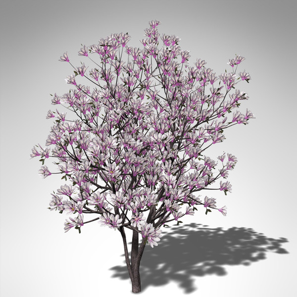 xfrogplants saucer magnolia x 3ds - XfrogPlants Saucer Magnolia... by xfrog