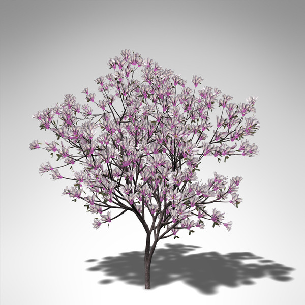 xfrogplants saucer magnolia x 3ds - XfrogPlants Saucer Magnolia... by xfrog