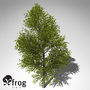 3ds xfrogplants japanese hop hornbeam