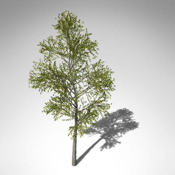 3ds xfrogplants japanese hop hornbeam - XfrogPlants Japanese Hop Hornbeam... by xfrog
