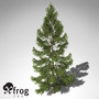 maya xfrogplants koyama spruce tree
