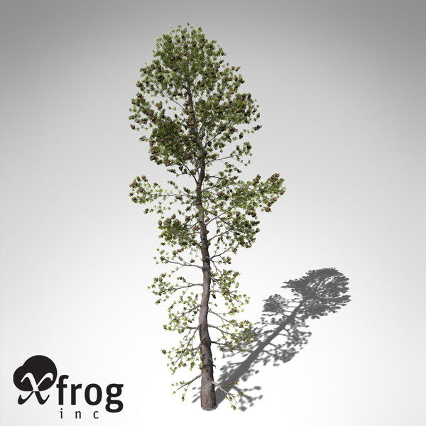 3dsmax xfrogplants japanese white pine - XfrogPlants Japanese White Pine... by xfrog