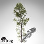 3dsmax xfrogplants japanese white pine