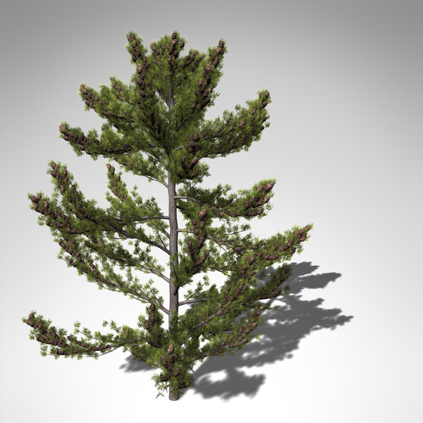 3dsmax xfrogplants japanese white pine - XfrogPlants Japanese White Pine... by xfrog
