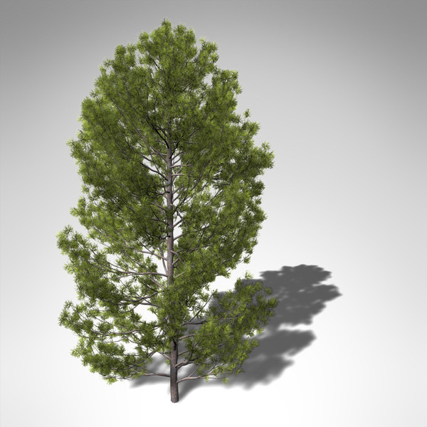 3dsmax xfrogplants japanese white pine - XfrogPlants Japanese White Pine... by xfrog