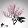 xfrogplants kanzan cherry tree 3ds