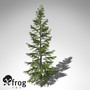 3d xfrogplants northern japanese hemlock model