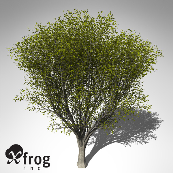 maya xfrogplants japanese zelkova tree - XfrogPlants Japanese Zelkova... by xfrog