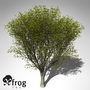 maya xfrogplants japanese zelkova tree