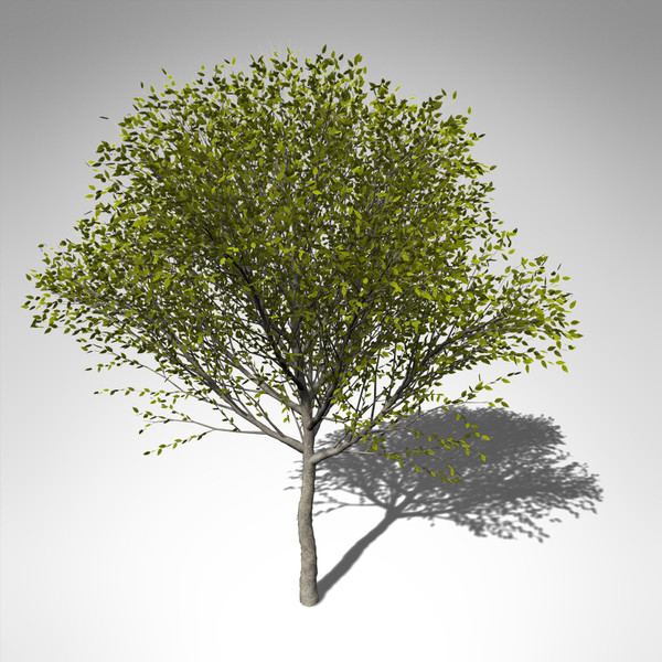 maya xfrogplants japanese zelkova tree - XfrogPlants Japanese Zelkova... by xfrog