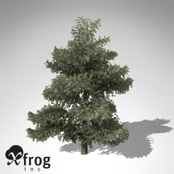 3d xfrogplants atlas cedar tree model - XfrogPlants Atlas Cedar... by xfrog