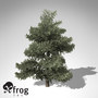 3d xfrogplants atlas cedar tree model
