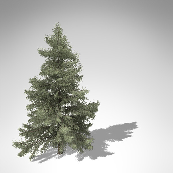3d xfrogplants atlas cedar tree model - XfrogPlants Atlas Cedar... by xfrog