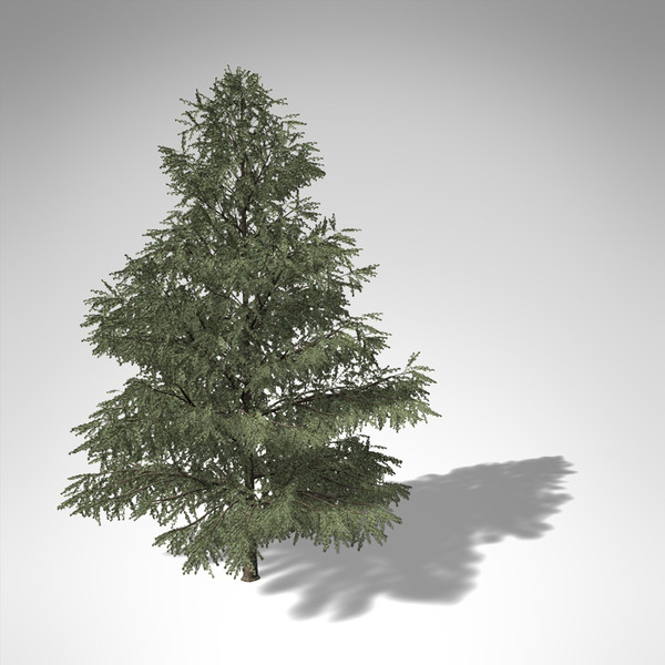 3d xfrogplants atlas cedar tree model - XfrogPlants Atlas Cedar... by xfrog