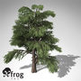 XfrogPlants Lebanon Cedar