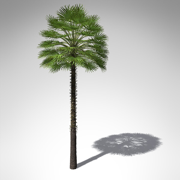 3d model xfrogplants mediterranean fan palm - XfrogPlants Mediterranean Fan Palm... by xfrog