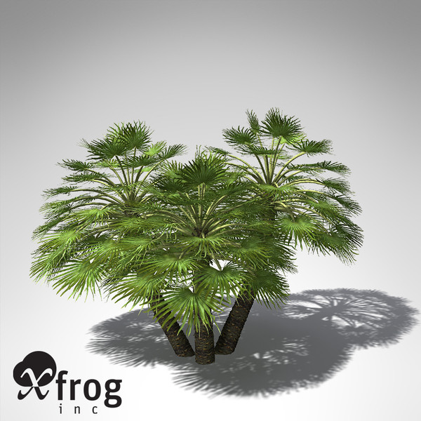 3d model xfrogplants mediterranean fan palm - XfrogPlants Mediterranean Fan Palm... by xfrog