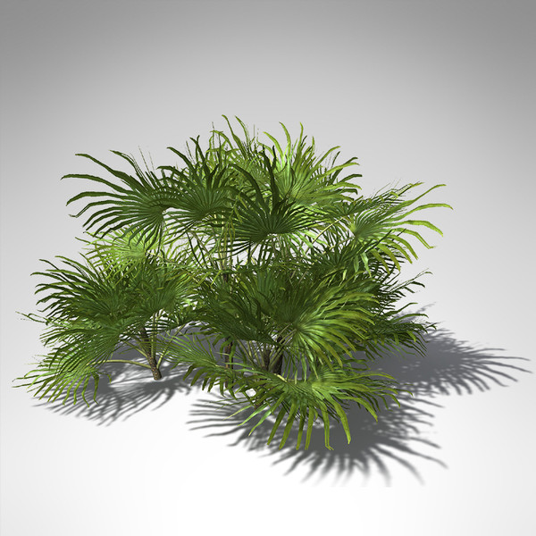3d model xfrogplants mediterranean fan palm - XfrogPlants Mediterranean Fan Palm... by xfrog
