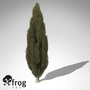 italian cypress tree 3d model