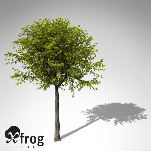 3d model xfrogplants manna ash tree - XfrogPlants Manna Ash... by xfrog
