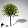 3d model xfrogplants manna ash tree
