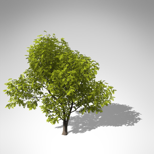 3d model xfrogplants manna ash tree - XfrogPlants Manna Ash... by xfrog