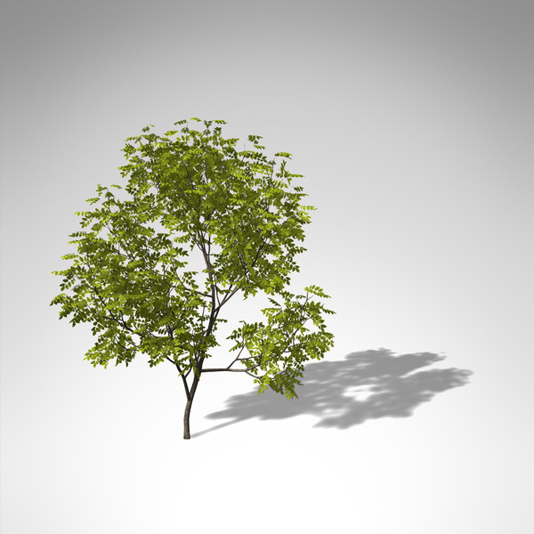 3d model xfrogplants manna ash tree - XfrogPlants Manna Ash... by xfrog