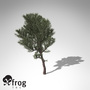 3d model xfrogplants prickly juniper tree