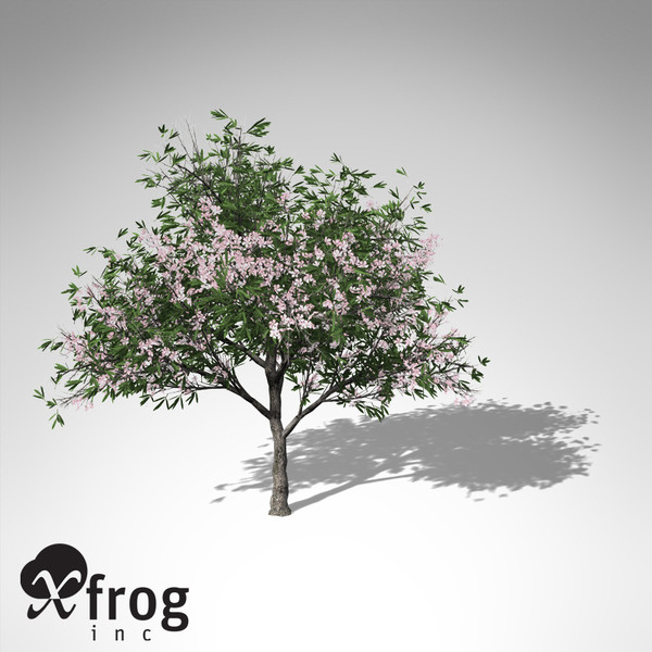 3ds xfrogplants oleander tree shrub - XfrogPlants Oleander... by xfrog