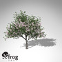 3ds xfrogplants oleander tree shrub