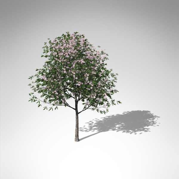 3ds xfrogplants oleander tree shrub - XfrogPlants Oleander... by xfrog