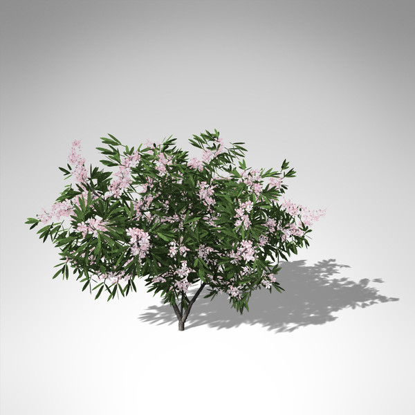 3ds xfrogplants oleander tree shrub - XfrogPlants Oleander... by xfrog