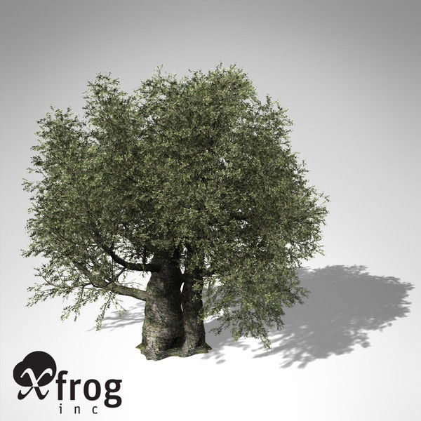 olive tree 3d model - XfrogPlants Olive Tree... by xfrog