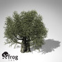 olive tree 3d model