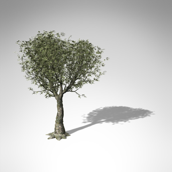 olive tree 3d model - XfrogPlants Olive Tree... by xfrog