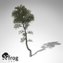 aleppo pine tree 3d model